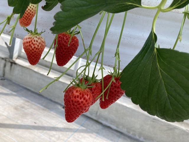 1�Ԕ��������Ɗ������͕P�ł�_�咆�_���C�`�S��