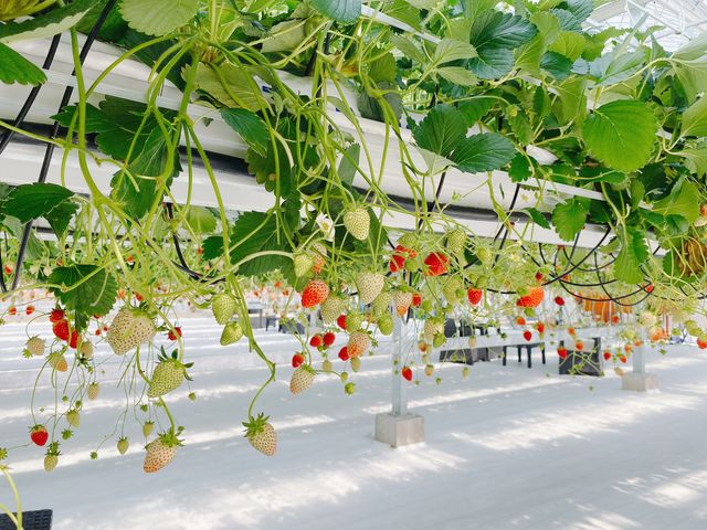 �o���邾���Ԃ��Ƃ��B�e���Ă݂�_�ƂƂ�׃t�@�[��