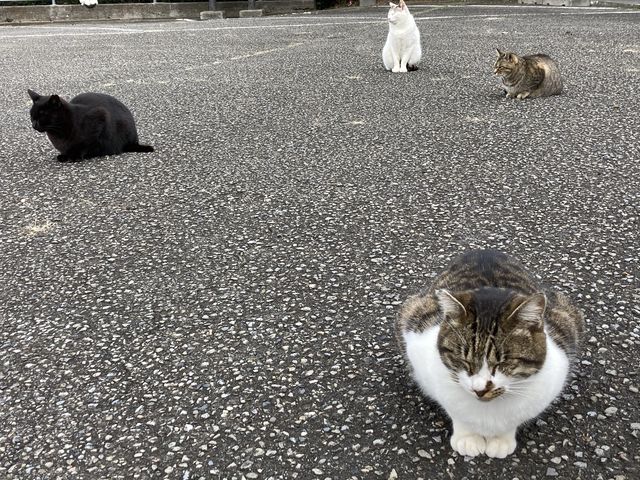 \[VfBX^X̔LB_XJCCRW]