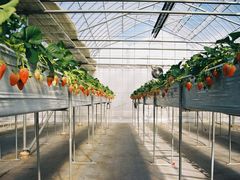 ȂICHIGO ZANMAIւ̓eʐ^1