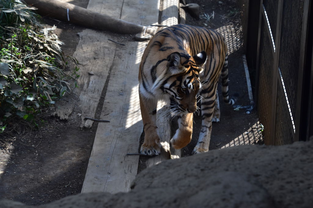 上野 浅草 両国の動物園 植物園ランキングtop10 じゃらんnet