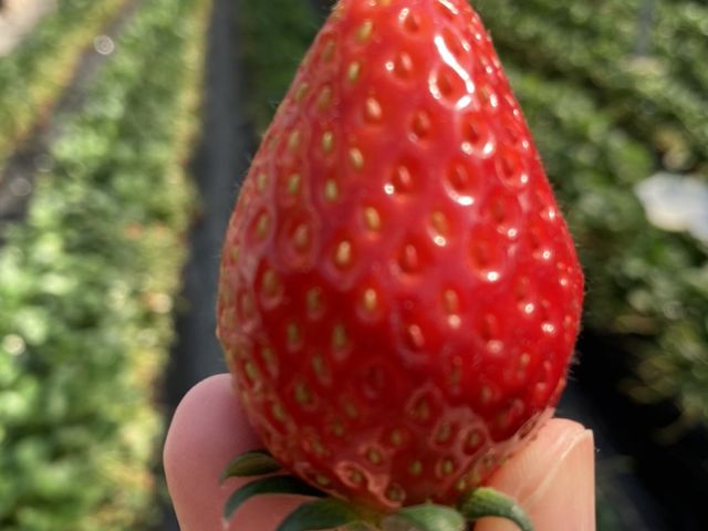 ���������������C�`�S_�唩���Y��������