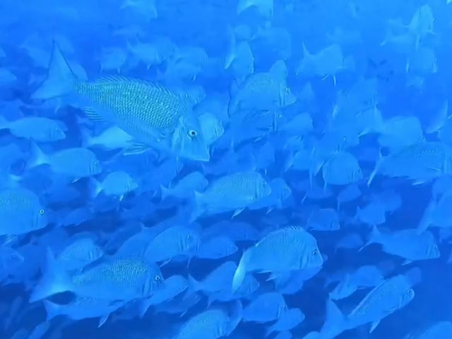 �^�}��(�n�}�t�G�t�L)�̑�Q_�p�C���[�c�}�����N���u