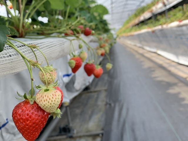 �����ʘH�ł��B_�J���ό���������