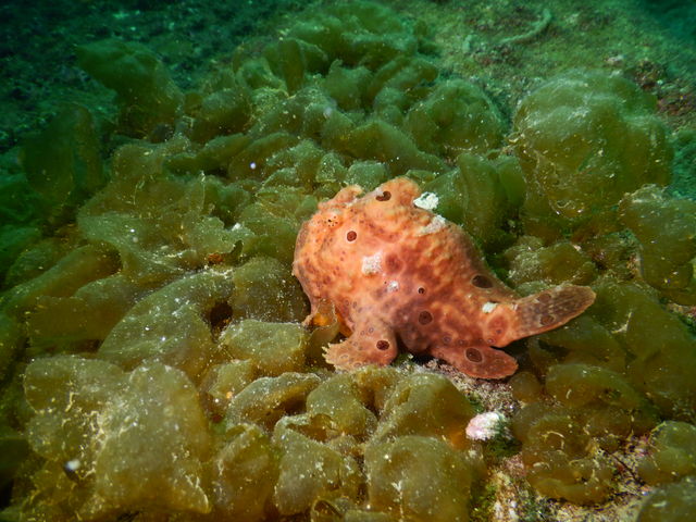 }Z^[(^^)/JGAREEI Idol..._AC_CrOXN[