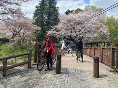 ロータスさんの行屋川の桜への投稿写真1