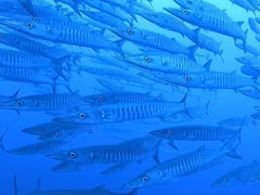 wanshañpC[c}Nuւ̓eʐ^1