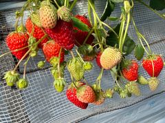 T28̃||RXgx[(Pon Pon YAMA Strawberry)ւ̓eʐ^1