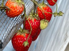 T28̃||RXgx[(Pon Pon YAMA Strawberry)ւ̓eʐ^2