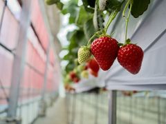 joumonfarmi傤ӂ[ށjւ̓eʐ^1