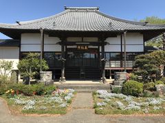 長福寺のしだれ桜の口コミ一覧 じゃらんnet
