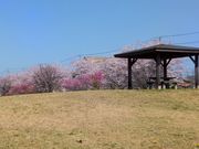 ڂ炳̑Rc炬^̓eʐ^1