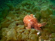 iynẽAC_CrOXN[̓eʐ^1