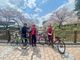 ロータスさんの行屋川の桜への投稿写真2