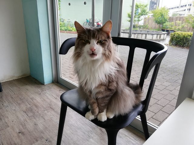 �L����񂾂��̂�����������܂��B���̎q�͕G�ɏ���Ă��܂����B_�C�[�A�X����