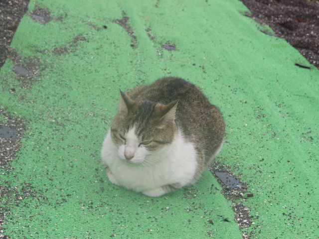 qL̂ƂɃgrɂꂽLƂĂ킢_C̔p