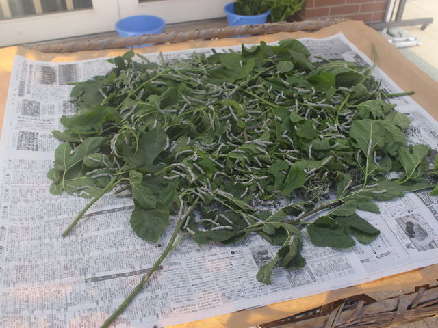 ĂJCRWĂ܂B_ah VՂ [J̓h}