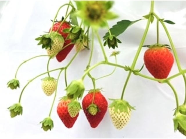 �܂��܂������ς��o���Ă܂���_�������̉�