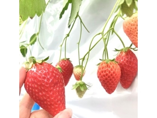 �ǂ���嗱_�������̉�