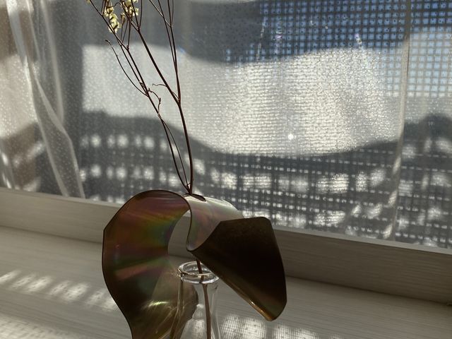 ���ۂɒu���ƌ��ɓ�����A���������Ԃ��L���L�����܂���_�n���̃V���R�E��