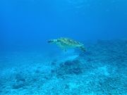 �Ðh�F����̈��^�C�݂̓��e�ʐ^2