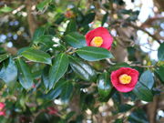 悤񂳂̓K̒ւ̓eʐ^1