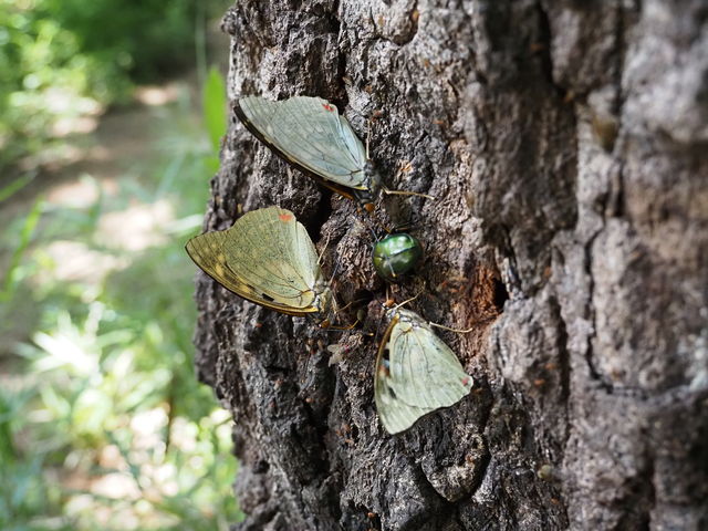 ���R�����̃I�I�����T�L_�I�I�����T�L���R����