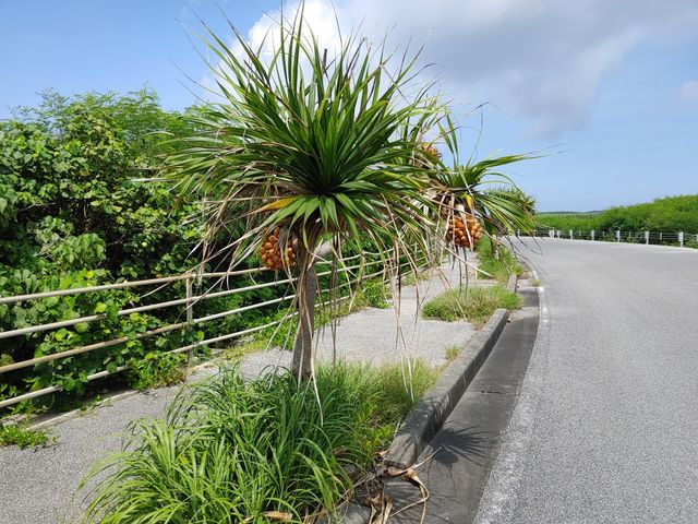 �A�_���̎�_���h�ό�