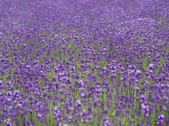 yosshy̖yW]ԏւ̓eʐ^4