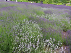 yosshy̖yW]ԏւ̓eʐ^5