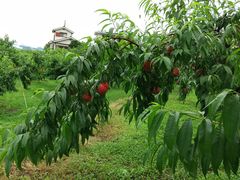 ܂gǧ_O[vnEXւ̓eʐ^1