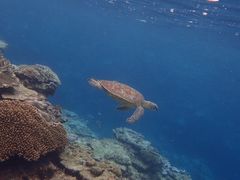 ܂肱̃RY~bNA[Xւ̓eʐ^1