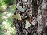 �ӂ����񂿂�[����̃I�I�����T�L���R�����̓��e�ʐ^1