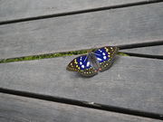 �ӂ����񂿂�[����̃I�I�����T�L���R�����̓��e�ʐ^2