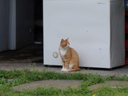 yosshŷ݂邭̃AgG cq̓eʐ^2