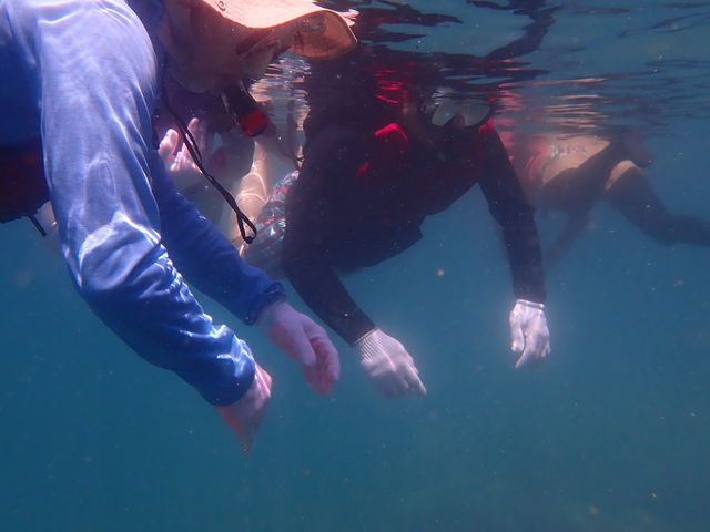 �V���m�[�P���̍Œ����ʐ^�B���Ă���܂���_�V�[�J���b�N�K�C�h��ɓ��A�h�x���`���[