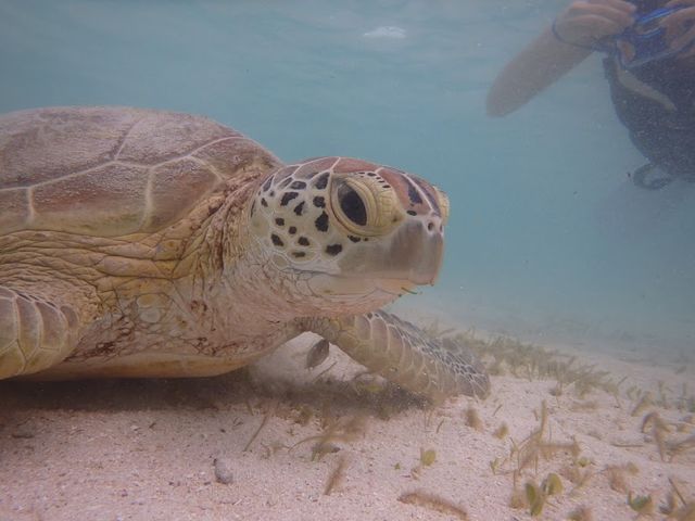 �������܂����[�I�I�I_BLUE ALOHA�{�Ó�