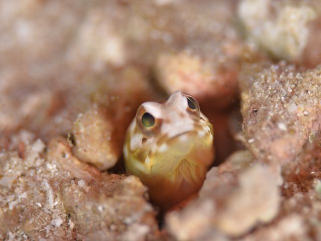 �悤�₭��܂����B_�����C�g�Ί_���_�C�r���O�V���b�v