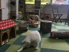 埼玉の動物カフェランキングtop10 じゃらんnet