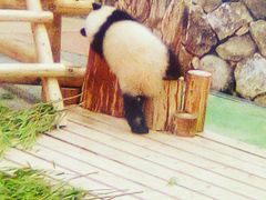 アドベンチャーワールドの写真一覧 じゃらんnet
