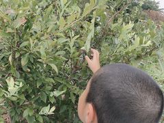 �_�C�L����̃u���[�x���[���@�����₫�ւ̓��e�ʐ^1