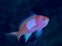 }T̃CgΊ__CrOVbvւ̓eʐ^2