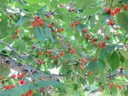 3636̖ԑόt[c̓eʐ^1