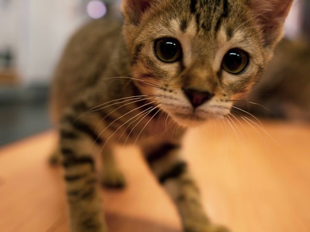 �q�L�����\���܂�_�L�J�t�Fmf����