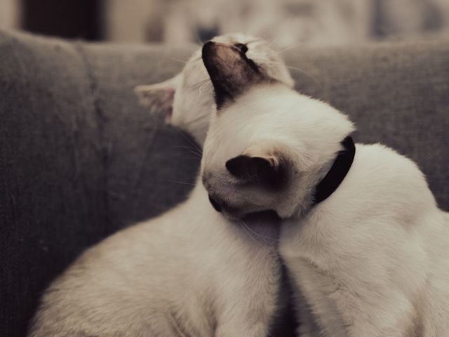 ����ꂠ���Ă܂���_�L�J�t�Fmf����