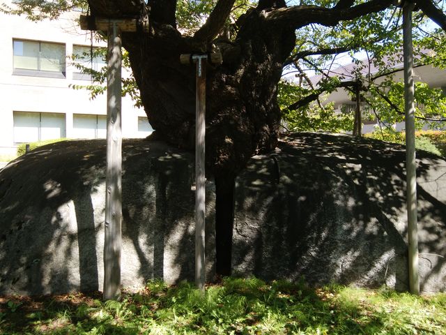 ����͐������̂������Ē����܂����B_�Ί���