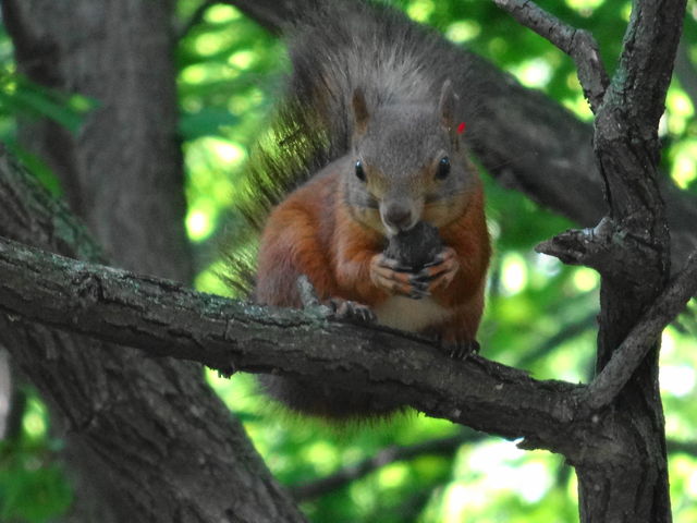 �G�]���X�@�������A���H����_�΃��u�����E�O���[���p�[�N�i400m�x���`�j