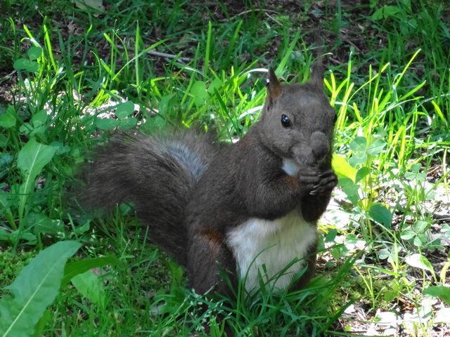 �{���ɂ��΂������@�@
�H�ׂĂ�Ƃ����V���b�^�[�`�����X�I_�΃��u�����E�O���[���p�[�N�i400m�x���`�j