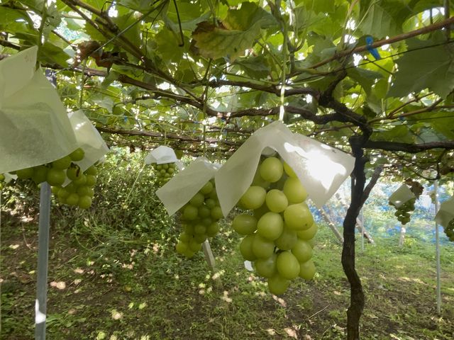 �V���C���}�X�J�b�g�͊��n��Ԃ�ł��I_�n�Ӕ_��