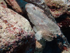 ܂񂳂̃}nEXJiAւ̓eʐ^1